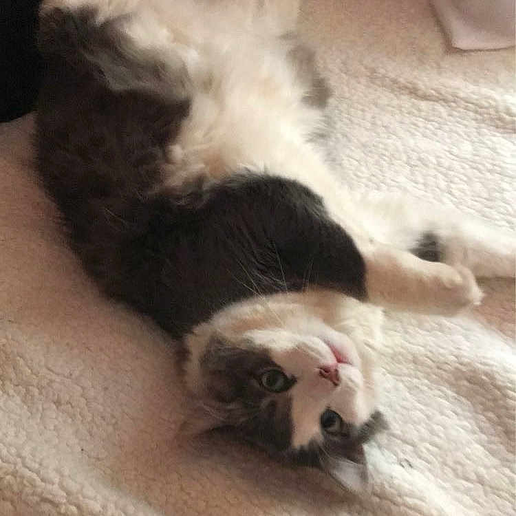 Wolfie joined the competition — help win amazing prizes! animal, bed, blanket, cat, cozy, curious, cute, domestic, face, fluffy, fur, indoor, lying_down, paws, pet, relaxed, resting, sleepy, soft, whiskers