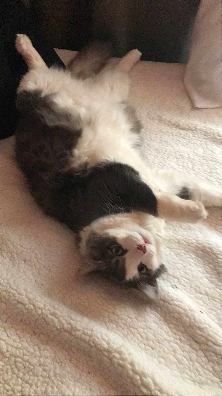 Wolfie joined the competition — help win amazing prizes! cat, pet, fluffy, lying_down, blanket, cozy, indoor, fur, cute, animal, relaxed, whiskers, bed, resting, domestic, sleepy, soft, paws, face, curious