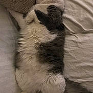 Wolfie joined the competition — help win amazing prizes! cat, fluffy, gray, white, sleeping, bed, pillow, cozy, relaxed, pet, animal, fur, indoor, resting, cute, domestic, whiskers, tail, soft, comfort