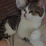 Silas is registered to the contest to win money with this photo: animal, cat, closeup, comfort, companion, cute, domestic, ears, feline, fur, indoor, paw, pet, portrait, relaxed, resting, soft, tabby, whiskers, white_fur