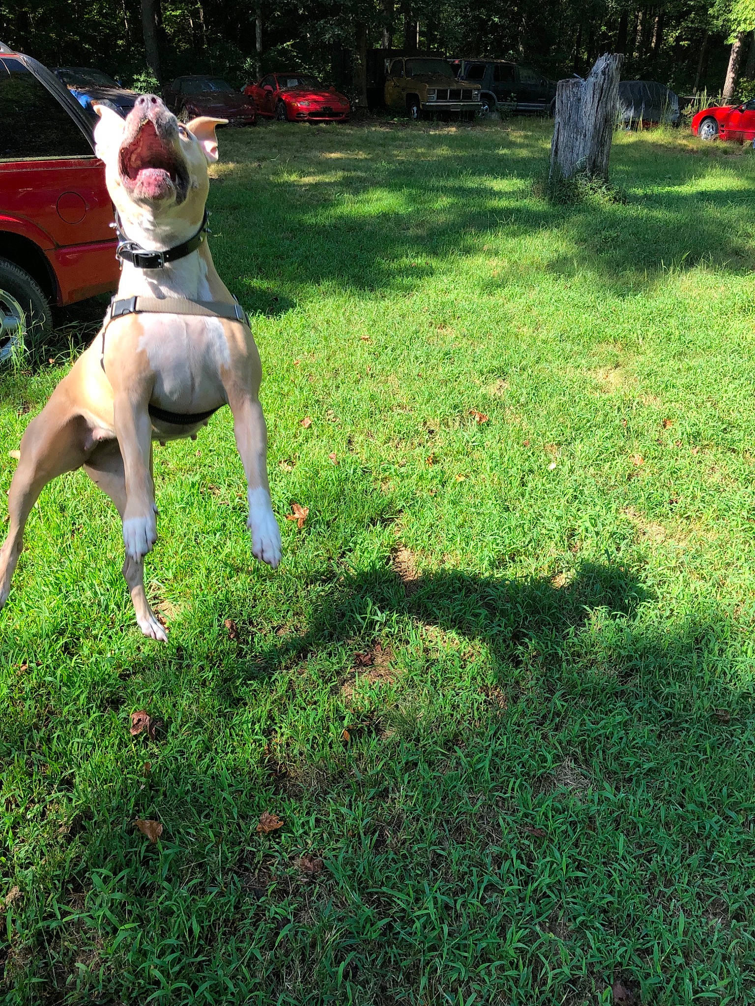 Diamond Girl joined the competition — help win amazing prizes! car, carnivore, collar, companion_dog, dog, dog_breed, dog_collar, dog_supply, grass, green, groundcover, leash, plant, shrub, snout, tail, tire, wheel, working_animal, yard