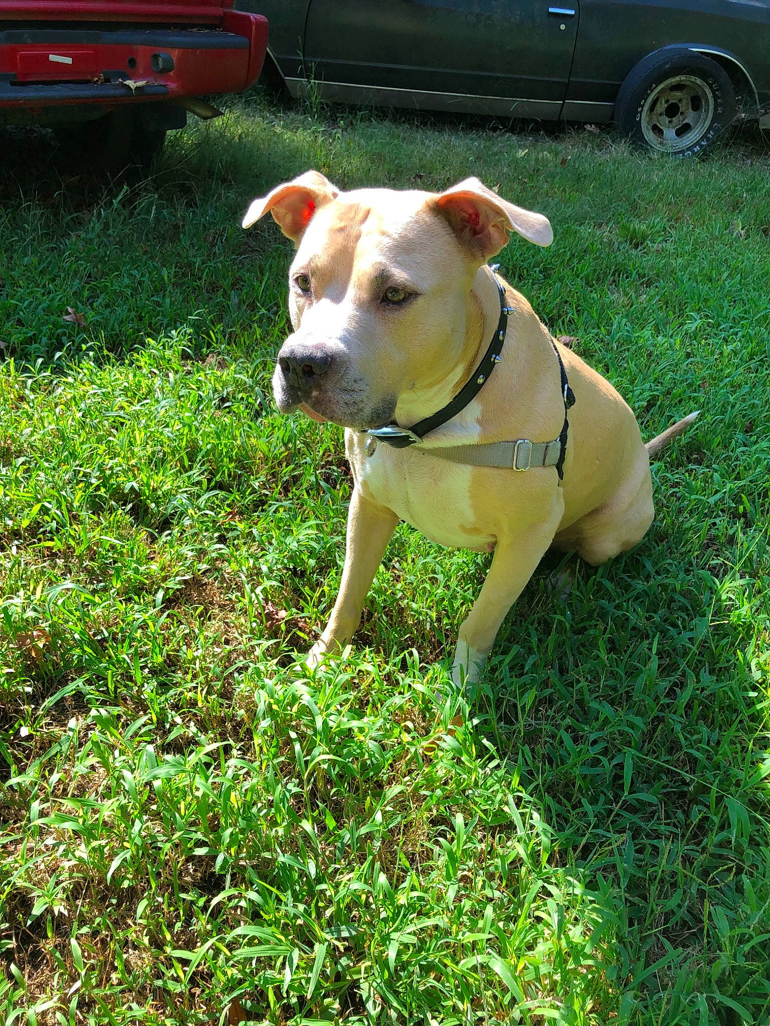 Diamond Girl is registered to the contest to win money with this photo: car, carnivore, collar, companion_dog, dog, dog_breed, dog_collar, fender, grass, groundcover, lawn, leash, pet_supply, plant, snout, tail, tire, vehicle_door, wheel, working_animal