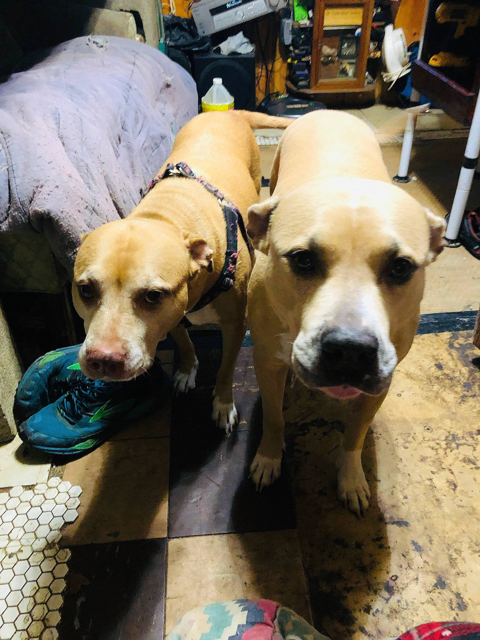 Mere is registered to the contest to win money with this photo: box, canidae, carnivore, chair, collar, companion_dog, dog, dog_breed, dog_collar, dog_supply, fawn, flooring, non_sporting_group, paw, snout, sporting_group, whiskers, working_animal