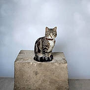 Alya participe au concours pour gagner de l'argent avec cette photo : calm, cat, collar, concrete_block, ears, feline, fur, gaze, indoor, minimalism, neutral_background, pedestal, pet, portrait, single_subject, sitting, studio, tabby_cat, texture, whiskers