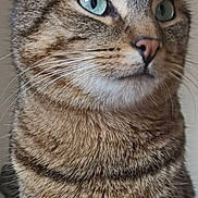 Rouky a rejoint le concours — aidez-le/la à gagner de superbes lots ! cat, tabby, close_up, blue_eyes, whiskers, fur, pet, animal, domestic_cat, portrait, feline, indoor, cute, mammal, face, alert, ears, nose, expression