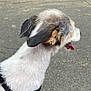 Luna is registered to the contest to win money with this photo: dog, small_dog, white_fur, brown_fur, black_harness, tongue_out, sitting, outdoor, pavement, person, walking, leash, side_view, fur, pet, animal, canine, human_leg, casual, daytime