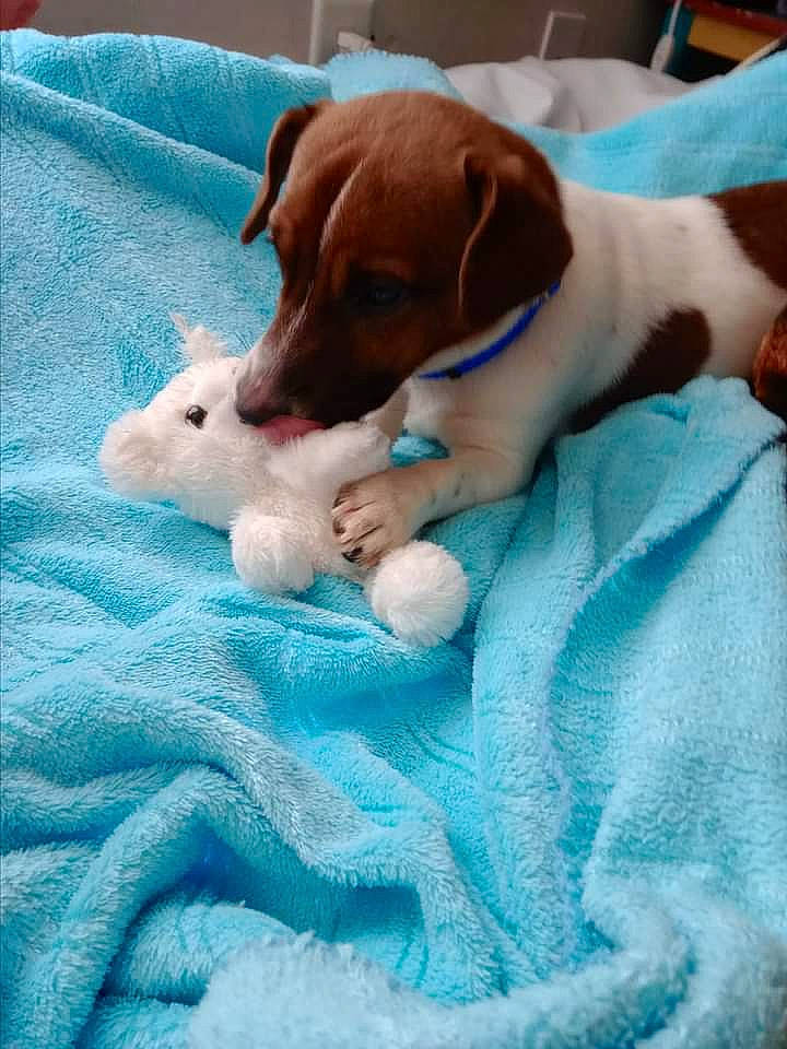 Charlie joined the competition — help win amazing prizes! beagle_harrier, canidae, carnivore, collar, comfort, companion_dog, dog, dog_breed, electric_blue, fawn, finnish_hound, gun_dog, hound, linens, liver, paw, puppy, scent_hound, sporting_group, working_animal