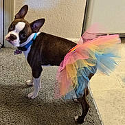Stella joined the competition — help win amazing prizes! dog, boston_terrier, tutu, rainbow, pet, indoor, carpet, tile_floor, curious, ears, collar, playful, costume, animal, cute, standing, looking_back, small_dog, household, floor