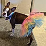 dog, boston_terrier, tutu, rainbow, pet, indoor, carpet, tile_floor, curious, ears, collar, playful, costume, animal, cute, standing, looking_back, small_dog, household, floor