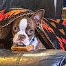 Stella joined the competition — help win amazing prizes! dog, puppy, boston_terrier, blanket, leather_couch, treat, pet, indoors, cozy, cute, brown, white, face, ears, fur, animal, domestic, comfort, resting, looking