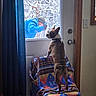 Stella is registered to the contest to win money with this photo: dog, indoor, chair, blanket, door, window, person, snow, winter, coat, hat, curious, brown_dog, white_door, blue_jacket, wood_trim, curtain, looking_out, pet, home