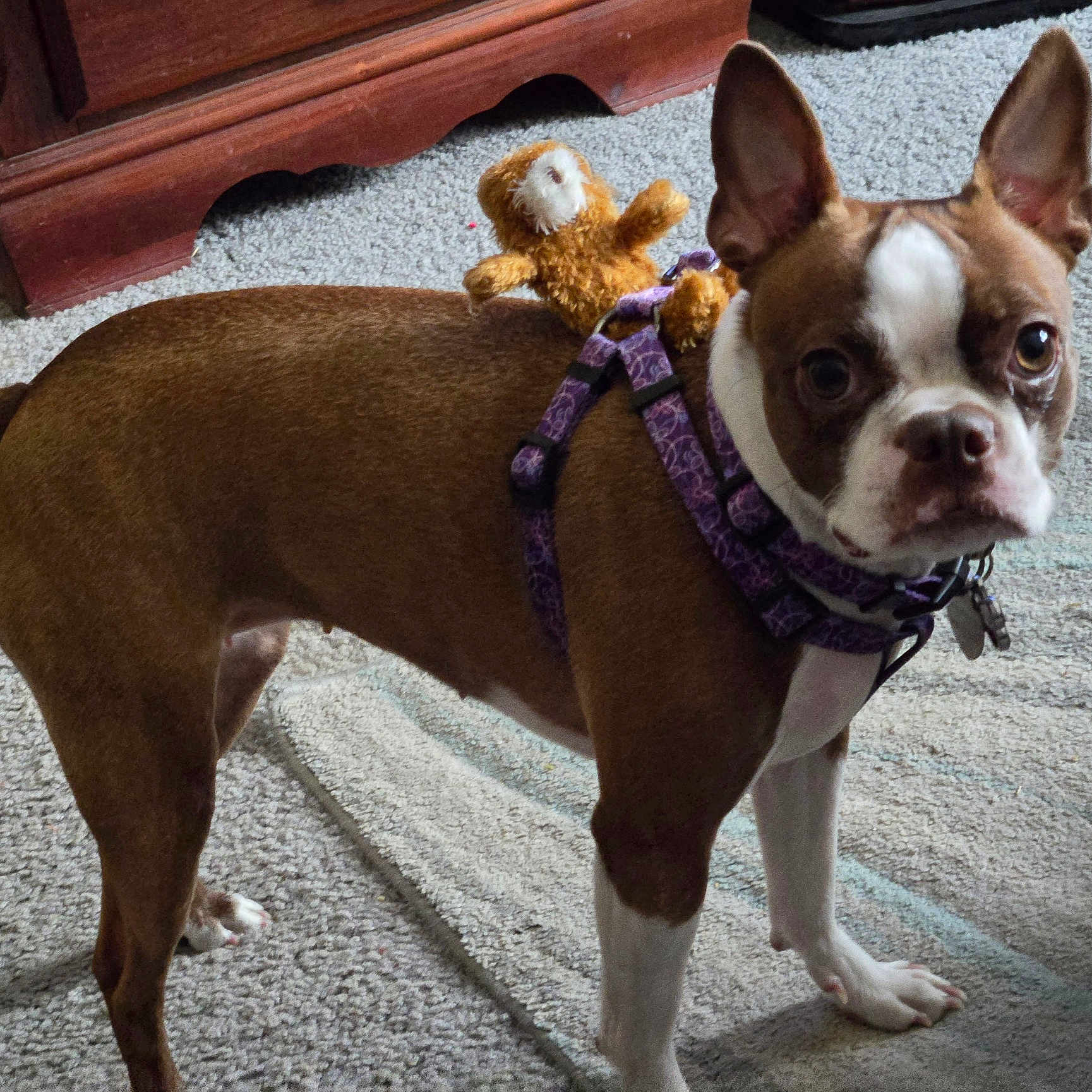 Stella is registered to the contest to win money with this photo: dog, boston_terrier, purple_harness, stuffed_toy, monkey_toy, carpet, indoor, pet, animal, brown, white, ears, alert, standing, toy_on_back, furniture, wooden_cabinet, floor, closeup, looking