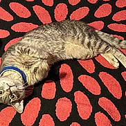 T-Rex joined the competition — help win amazing prizes! animal, black, carpet, cat, collar, curious, cute, domestic, floor, fur, head_tilt, household, indoor, lying_down, pattern, pet, red, relaxed, tabby, whiskers