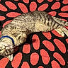 animal, black, carpet, cat, collar, curious, cute, domestic, floor, fur, head_tilt, household, indoor, lying_down, pattern, pet, red, relaxed, tabby, whiskers