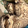 adorable, animal, blanket, cat, cozy, curled_up, cute, feline, fur, indoor, kitten, paws, pet, quilt, relaxed, resting, sleeping, soft, tabby, young