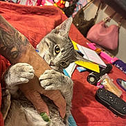 T Rex is registered to the contest to win money with this photo: animal, bag, bed, cat, closeup, cuddle, feline, flashlight, gray_tabby, hand, indoor, nail_polish, notebook, paw, pet, playful, purse, quilt, tattoo, toy