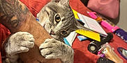 T Rex is registered to the contest to win money with this photo: animal, bag, bed, cat, closeup, cuddle, feline, flashlight, gray_tabby, hand, indoor, nail_polish, notebook, paw, pet, playful, purse, quilt, tattoo, toy