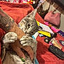 animal, bag, bed, cat, closeup, cuddle, feline, flashlight, gray_tabby, hand, indoor, nail_polish, notebook, paw, pet, playful, purse, quilt, tattoo, toy