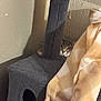 T Rex is registered to the contest to win money with this photo: animal, blanket, cat, cat_tree, cozy, curious, cute, eyes, feline, fur, gray, hiding, home, indoor, peeking, pet, post, shadow, soft, wall
