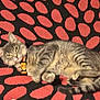 T Rex joined the competition — help win amazing prizes! animal, carpet, cat, collar, curious, cute, domestic_animal, ears, feline, fur, gray_tabby, indoor, lying_down, pattern, paws, pet, relaxed, resting, tail, whiskers