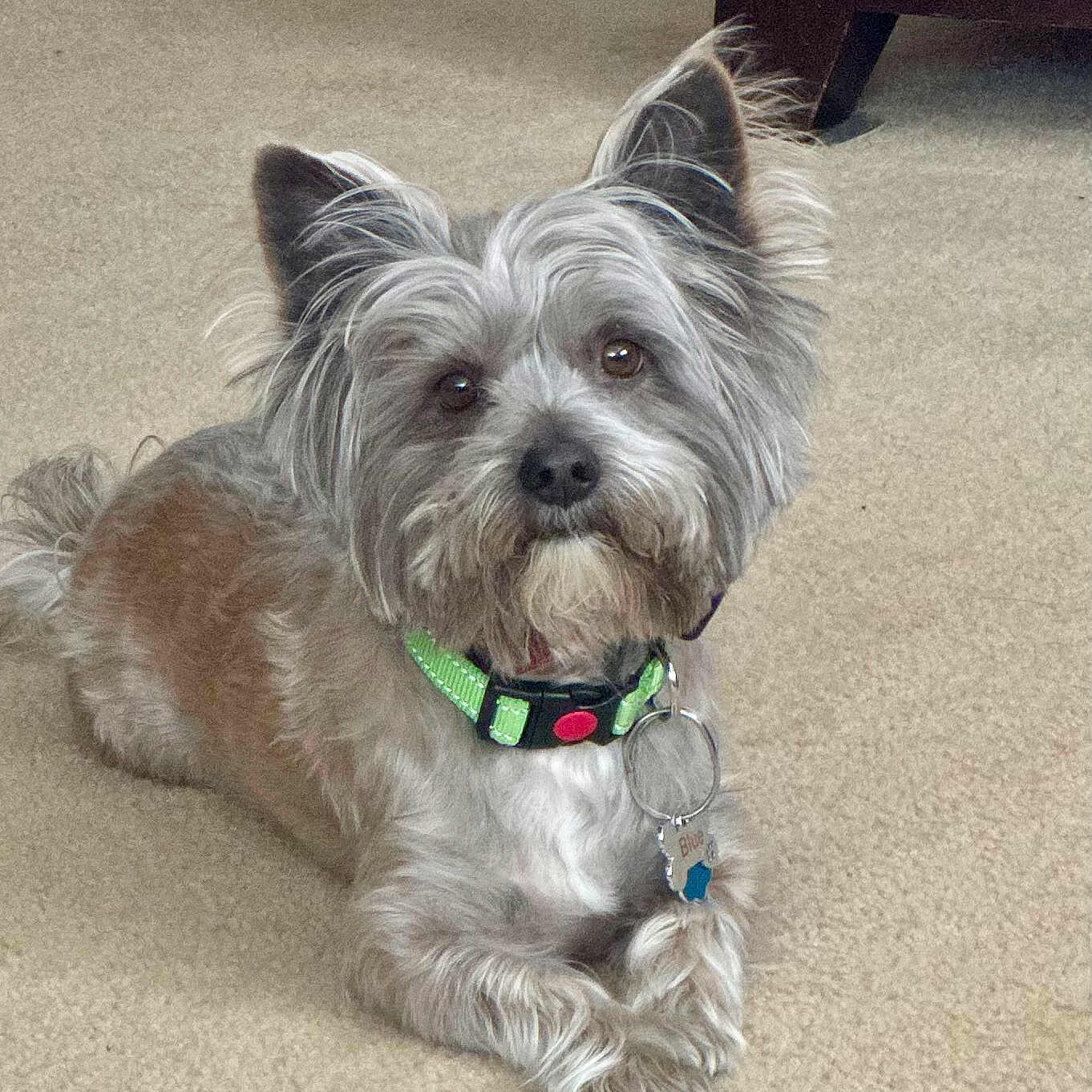 Blue joined the competition — help win amazing prizes! accessories, affenpinscher, animal, ball, canine, collar, dog, football, jewelry, leash, necklace, pet, poodle, puppy, soccer, soccerball, sport, strap, terrier, whitedog