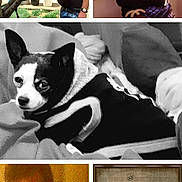 Pepe joined the competition — help win amazing prizes! man, woman, dog, black_and_white, portrait, outdoor, indoor, plant, watering, hoodie, vintage, military_uniform, collage, photo, face, person, casual, sitting, furniture, blur