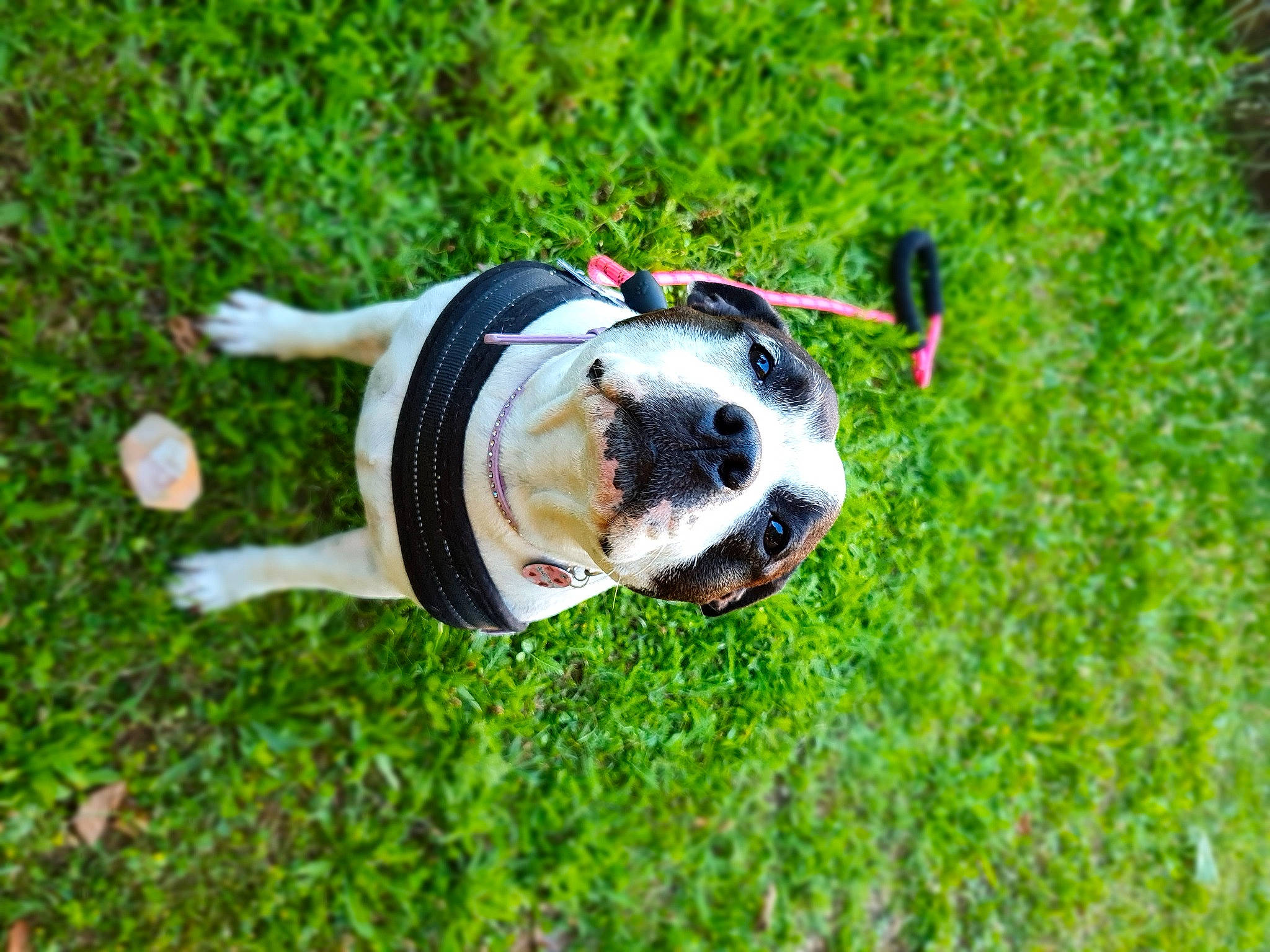 Mia a rejoint le concours — aidez-le/la à gagner de superbes lots ! adventure, bulldog, canidae, carnivore, collar, companion_dog, dog, dog_breed, dog_collar, fashion_accessory, fawn, grass, grassland, lawn_ornament, leash, personal_protective_equipment, snout, sporting_group, terrestrial_animal, toy