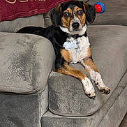 Dazie Mae joined the competition — help win amazing prizes! animal, black, blanket, brown, collar, comfort, couch, dog, domestic, fur, furniture, indoor, living_room, looking, pet, relaxed, seated, tag, toy, white