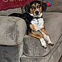 animal, black, blanket, brown, collar, comfort, couch, dog, domestic, fur, furniture, indoor, living_room, looking, pet, relaxed, seated, tag, toy, white