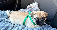 Pascal is registered to the contest to win money with this photo: pug, puppy, dog, pet, car_interior, car_seat, blanket, green_harness, cute, young_dog, animal, cozy, resting, indoor, fur, small_dog, companion, looking_up, comfortable, snuggle
