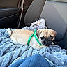 pug, puppy, dog, pet, car_interior, car_seat, blanket, green_harness, cute, young_dog, animal, cozy, resting, indoor, fur, small_dog, companion, looking_up, comfortable, snuggle