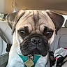 dog, pug, pet, animal, close_up, car, seat, harness, leash, indoor, cute, face, ears, brown, black, fur, sitting, portrait, vehicle, travel