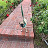 dog, pug, leash, brick_path, steps, red_roses, flower_bed, greenery, garden, sidewalk, house, door, shrubbery, pet, outdoor, daylight, cute, small_dog, animal, canine