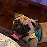 dog, pug, pet, indoor, tongue_out, happy, animal, canine, harness, brown, black, fur, face, cute, playful, wooden_floor, wooden_furniture, excited, closeup, companion
