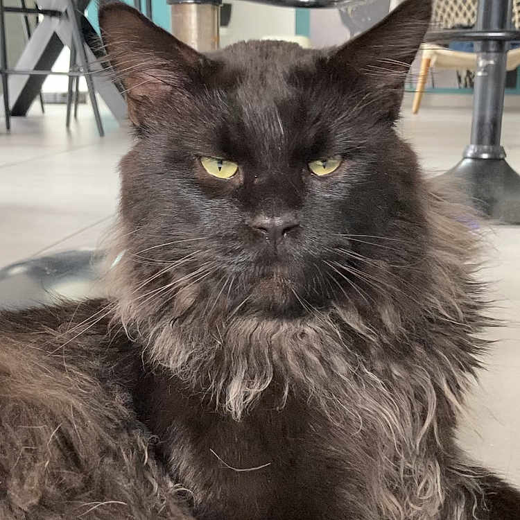 Tychat