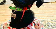 Shelby joined the competition — help win amazing prizes! dog, puppy, black_dog, floral_dress, bow, collar, name_tag, indoor, rug, patterned_rug, wooden_floor, door, glass_door, pet, cute, sitting, animal, domestic_animal, adorable, pet_accessory