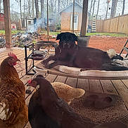 Shelby joined the competition — help win amazing prizes! dog, chicken, backyard, porch, wooden_floor, chair, cushion, fire_pit, shed, trees, fence, smoke, outdoor, animal, pet, relaxing, rural, nature, daytime, leaves