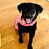 Shelby joined the competition — help win amazing prizes! puppy, dog, black_dog, pink_sweater, knitted_clothing, flower_accessory, tongue_out, happy, pet, indoor, wooden_floor, cute, animal, sitting, young_dog, playful, domestic_animal, adorable, front_view, companion