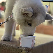 Remi joined the competition — help win amazing prizes! dog, puppy, white_fur, drinking, cup, leash, concrete, outdoor, pet, animal, closeup, furry, young, canine, snout, ears, blurry_background, daylight, cute, focused