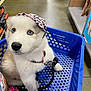 Remi joined the competition — help win amazing prizes! puppy, dog, blue_eyes, shopping_basket, cap, pink, leopard_print, pet, animal, cute, fluffy, indoor, store, leash, collar, shopping_aisle, floor, waiting, pet_accessories, curious
