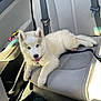 Remi is registered to the contest to win money with this photo: dog, puppy, husky, blue_eyes, car_interior, car_seat, seatbelt, tongue_out, happy, pet, fur, animal, domestic_animal, relaxing, leash, brush, water_bottle, floor_mat, window, sunlight