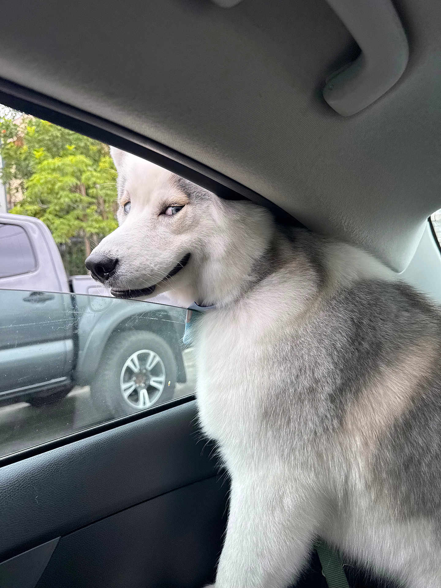 Remi joined the competition — help win amazing prizes! dog, husky, car, window, pet, animal, fur, smiling, indoor, vehicle, side_view, white, gray, canine, mammal, collar, seat, leash, parked_car, nature
