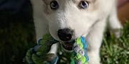 Remi is registered to the contest to win money with this photo: puppy, dog, husky, blue_eyes, rope_toy, playing, grass, hand, pet, animal, outdoor, cute, fluffy, young_dog, closeup, fun, interaction, chewing, toy, nature