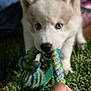 puppy, dog, husky, blue_eyes, rope_toy, playing, grass, hand, pet, animal, outdoor, cute, fluffy, young_dog, closeup, fun, interaction, chewing, toy, nature