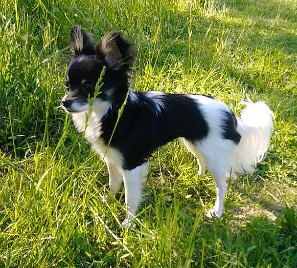 Maggie is registered to the contest to win money with this photo: art, canidae, carnivore, companion_dog, dog, dog_breed, grass, grassland, herding_dog, pasture, plant, snout, sporting_group, tail, terrestrial_animal, terrier, vertebrate, whiskers, working_animal, working_dog