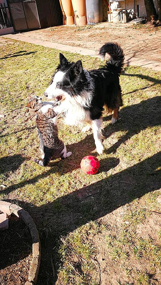 Icetea a rejoint le concours — aidez-le/la à gagner de superbes lots ! border_collie, canidae, carnivore, dog, dog_breed, herding_dog, mammal, play, tail