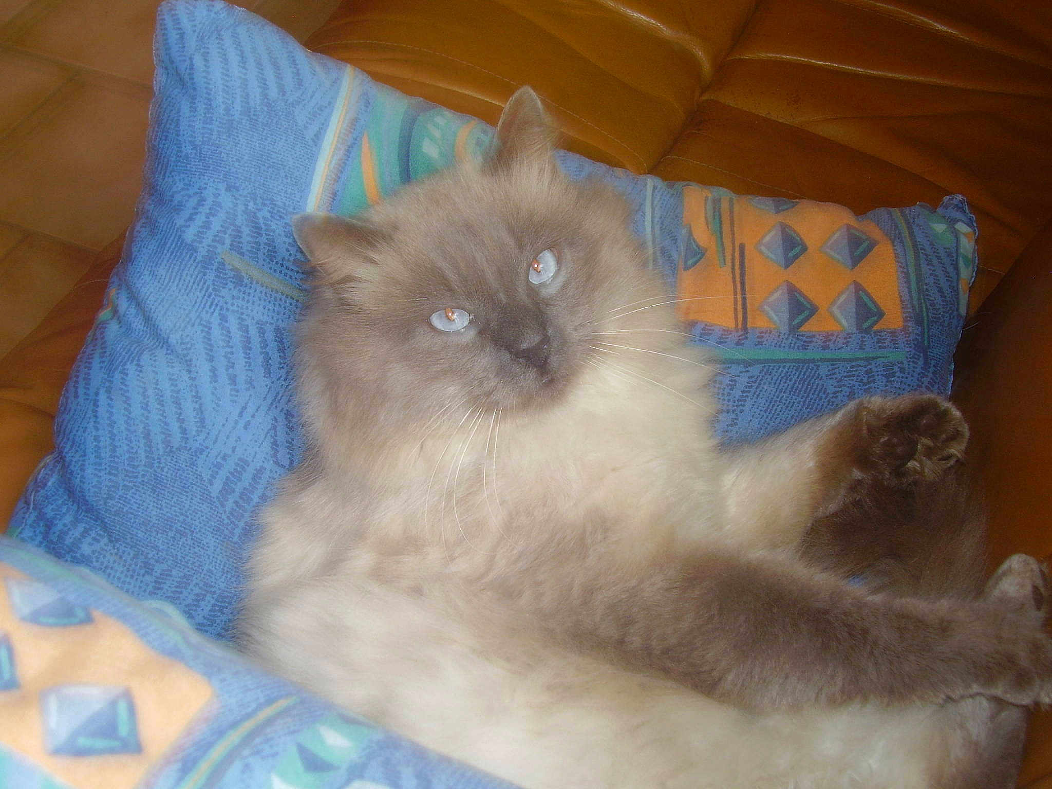 Tziganne