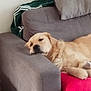 Taïgo participe au concours pour gagner de l'argent avec cette photo : blanket, canine, comfortable, couch, cozy, dog, domestic_animal, furniture, golden_retriever, green_jacket, headrest, home, indoor, laying_down, living_room, pet, pink_blanket, relaxed, resting, soft_furniture
