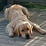 animal, canine, deck, dog, ears, fur, golden_retriever, greenery, laying_down, nature, outdoor, paw, pet, quiet, relaxed, resting, shade, snout, sunlight, wooden_floor