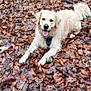 animal, autumn_leaves, ball, canine, daylight, dog, forest, fur, golden_retriever, happy, leaf_litter, lying_down, moss, nature, outdoor, pet, playful, tongue_out, tree, woodland